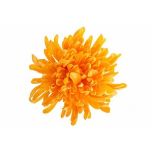 Vazbová chryzantéma 13 cm, oranžová