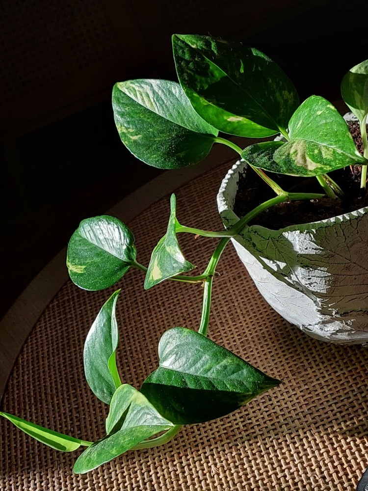 https://www.pexels.com/cs-cz/foto/zavod-rostlina-hrnec-kvetinac-9094126/