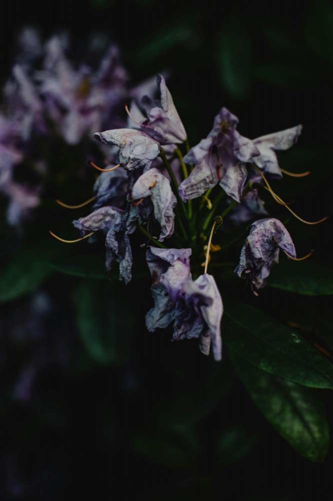 https://www.pexels.com/cs-cz/hledat/?q=uvadaj%C3%ADc%C3%AD%20rostlina