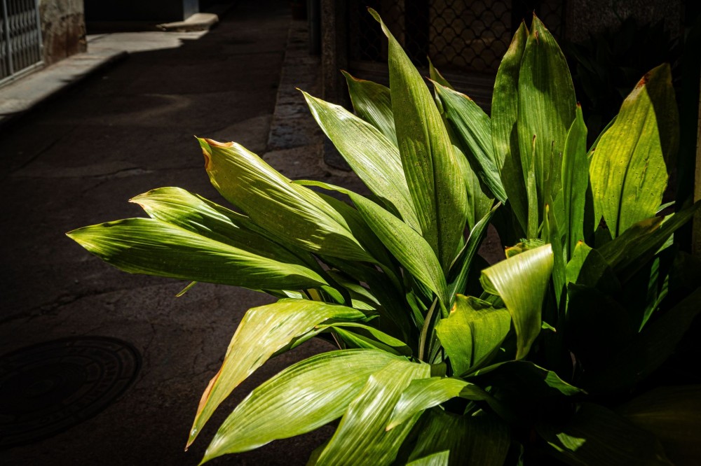 https://www.pexels.com/cs-cz/hledat/aspidistra/