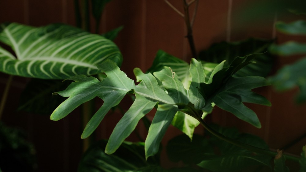 https://www.pexels.com/cs-cz/foto/detail-tropickeho-listu-filodendronu-na-slunci-37745590/