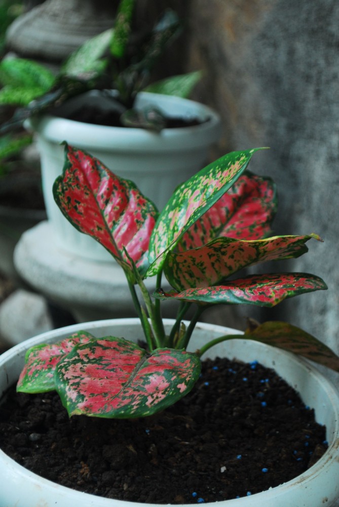 https://www.pexels.com/cs-cz/foto/detail-tropickeho-listu-filodendronu-na-slunci-37745590/