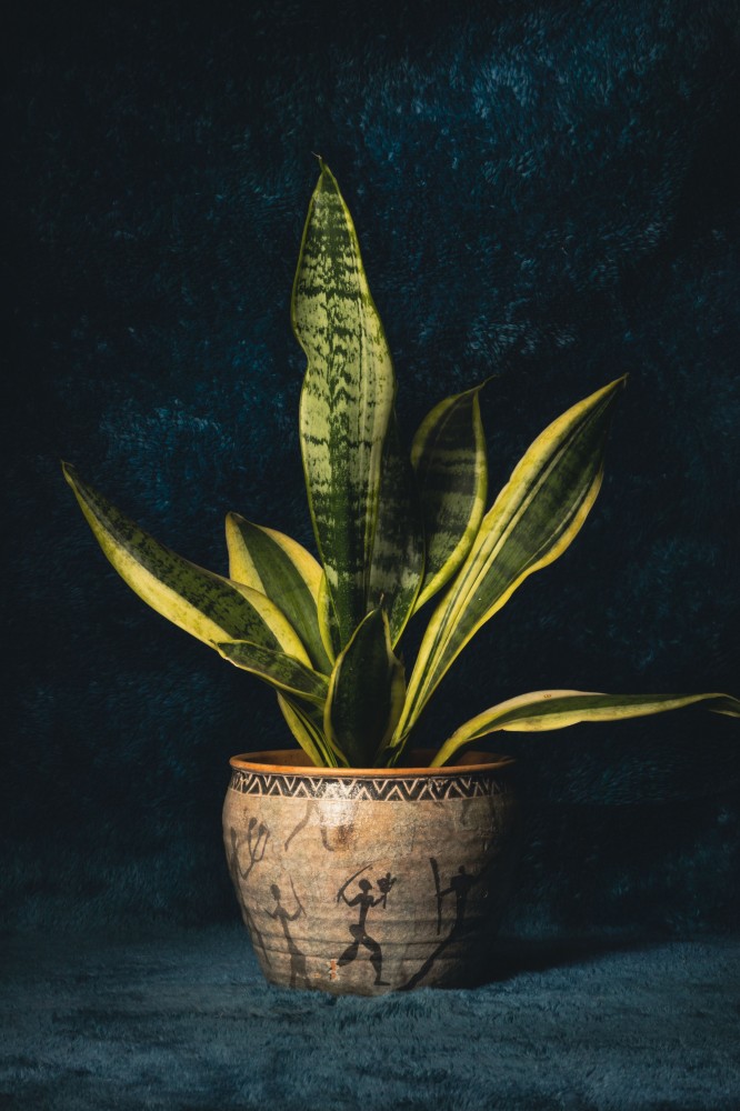 https://www.pexels.com/cs-cz/foto/latka-hrnkova-rostlina-kvetinac-modre-pozadi-9809329/