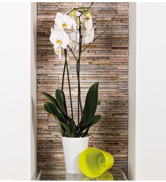 Květináč Simple na orchideje béžový 17x13 cm