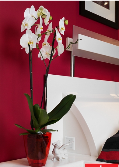 Květináč na orchideje průhledný červený 16,5x12x12 cm