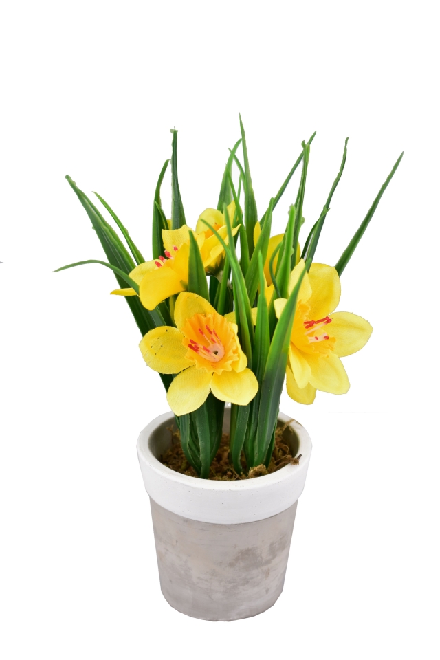 Narcis v květináči 22 cm