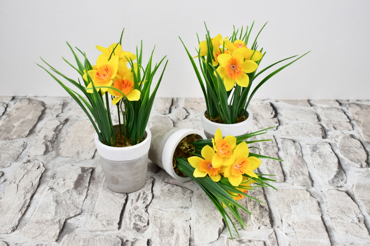Narcis v květináči 22 cm
