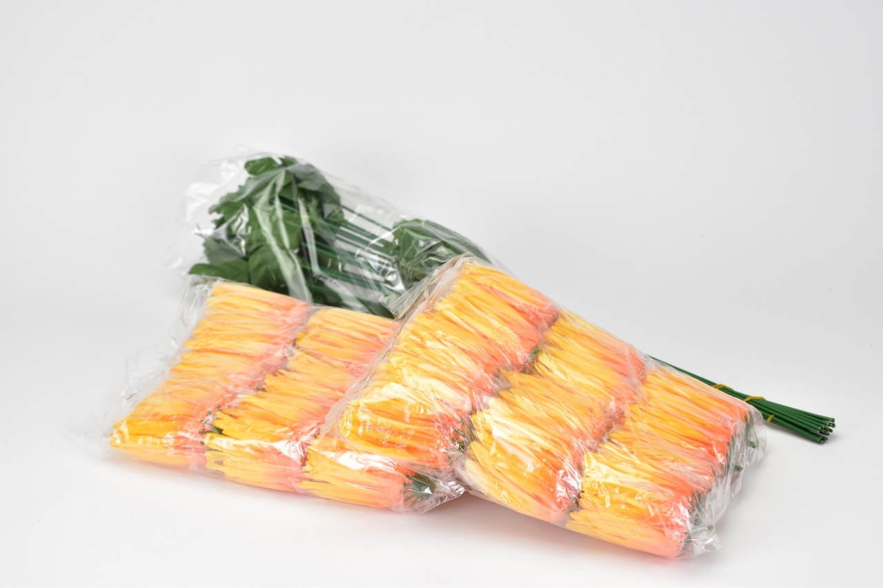 Chryzantéma jehlicovitá žlutá 48 cm