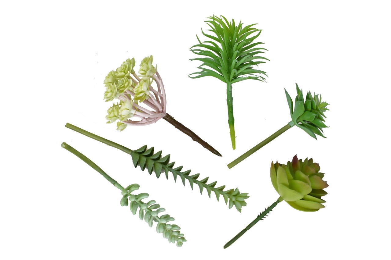 Mix sukulentů Molly, sada 6 ks