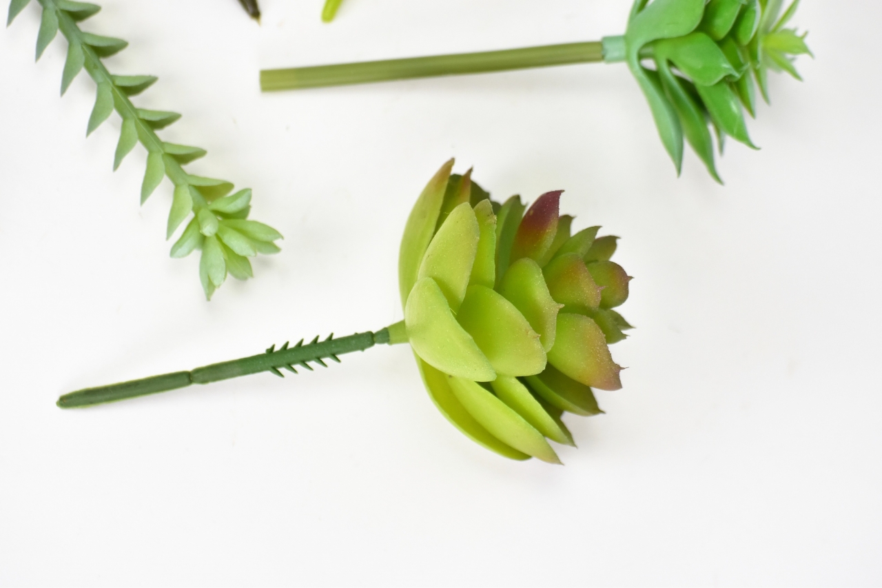 Mix sukulentů Molly, sada 6 ks