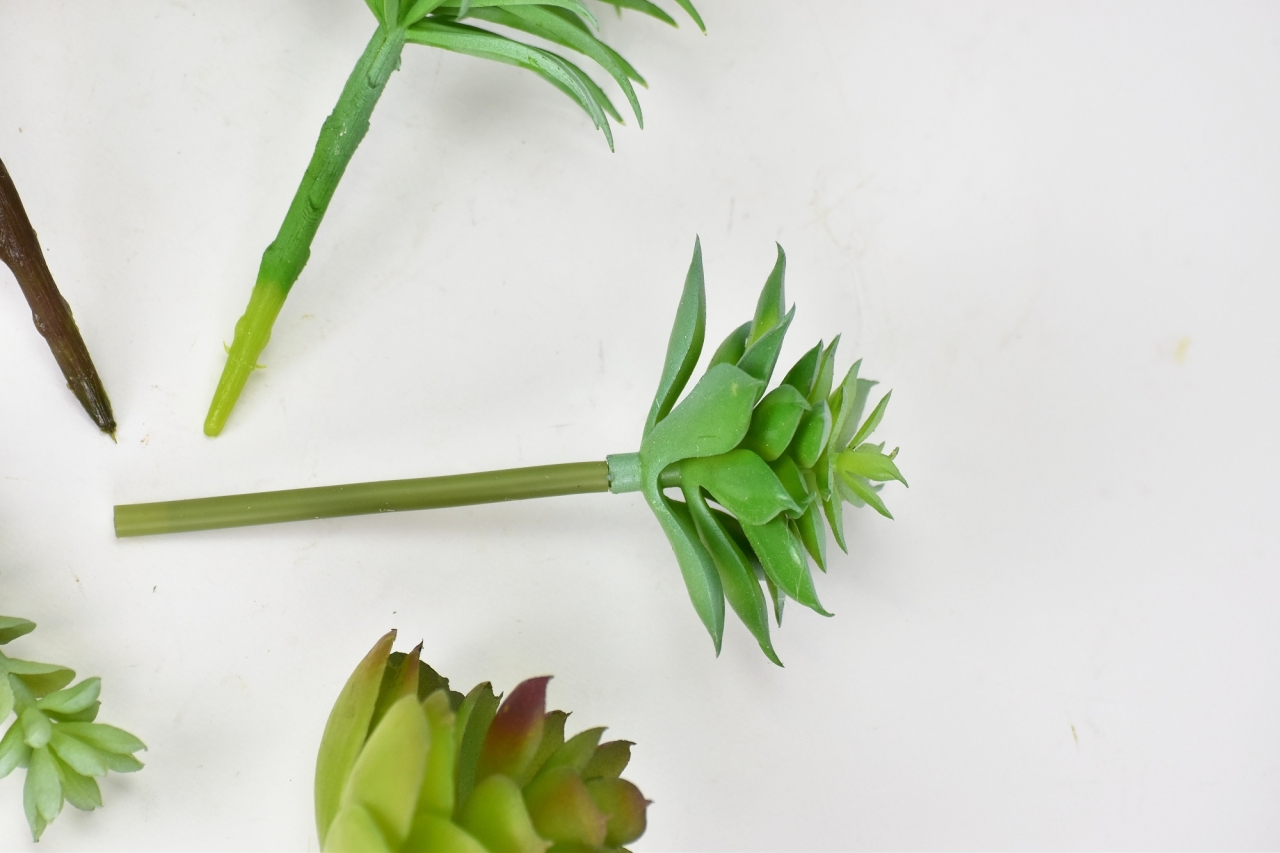 Mix sukulentů Molly, sada 6 ks