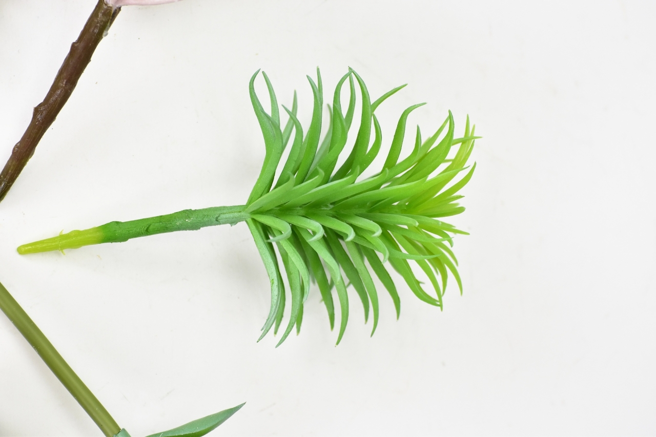 Mix sukulentů Molly, sada 6 ks