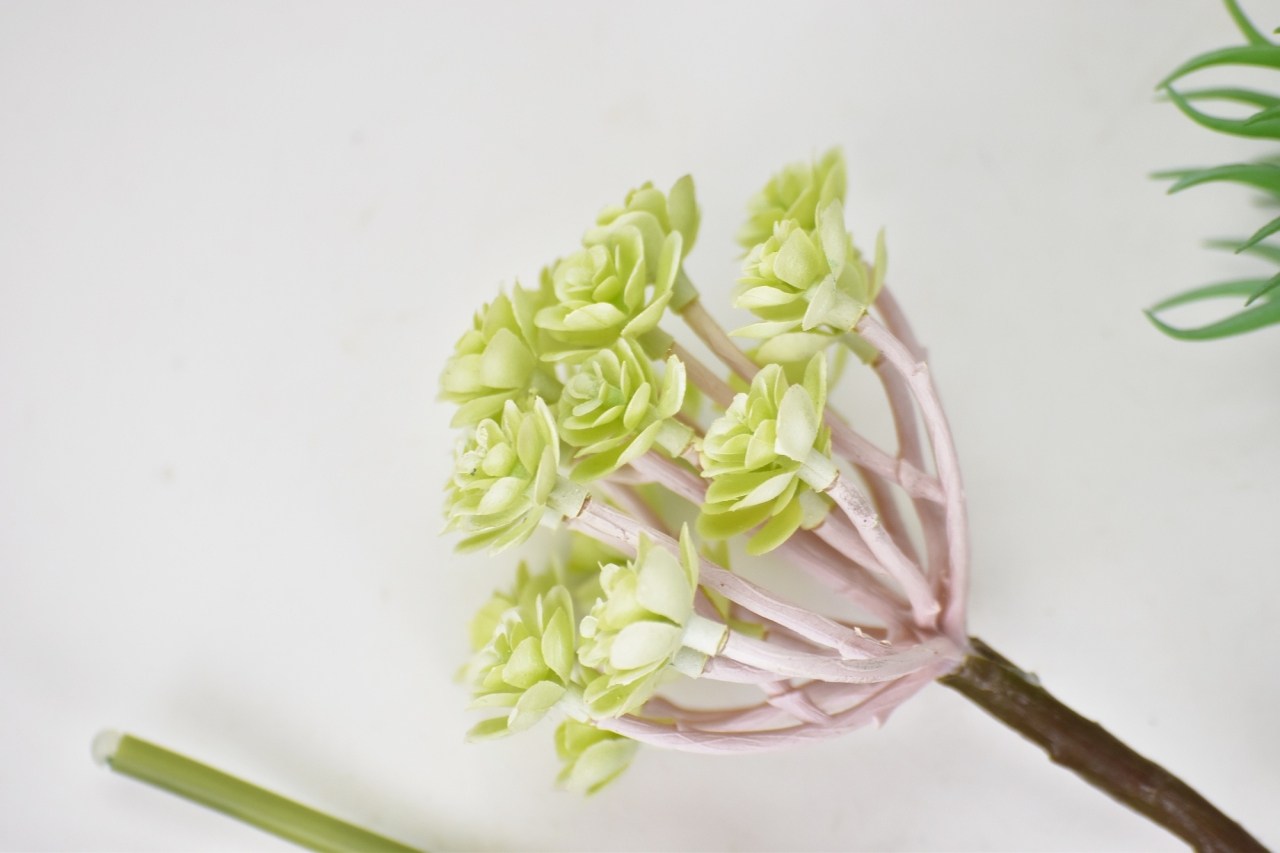 Mix sukulentů Molly, sada 6 ks