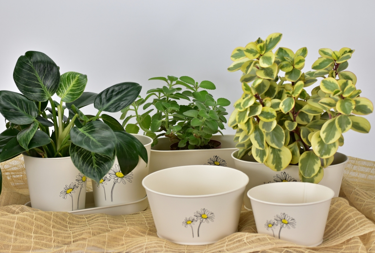 Plechový oválný květináč krémový s kopretinou 11x23x13 cm