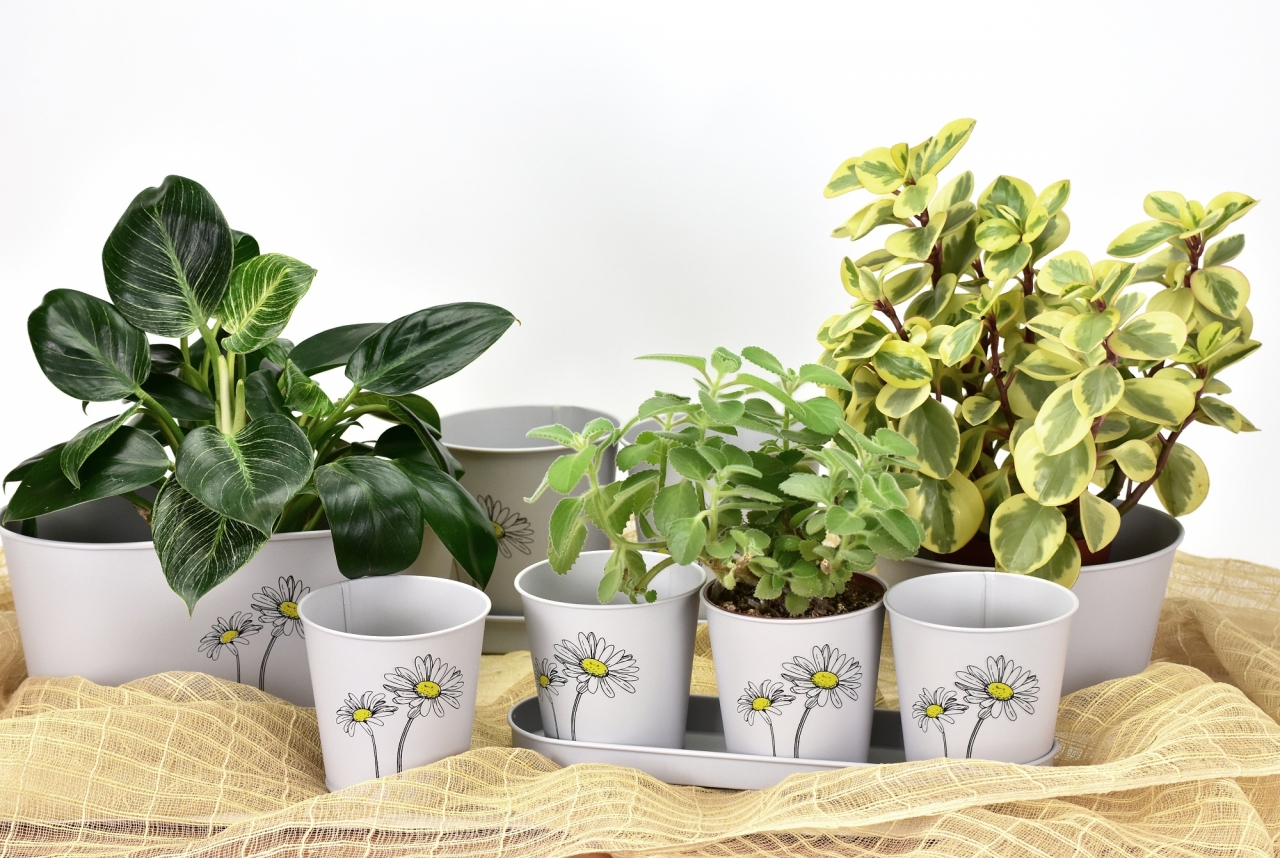 Plechový oválný květináč šedý s kopretinou 11x23x13 cm