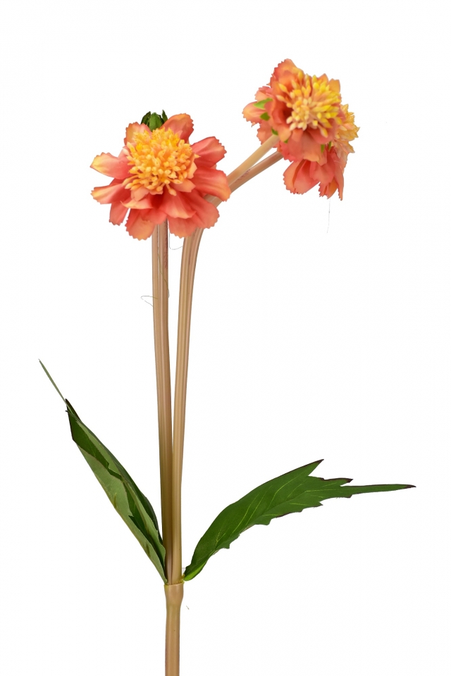 Jiřina lososová 45 cm