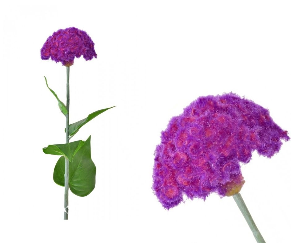 Celosia fialová 64 cm