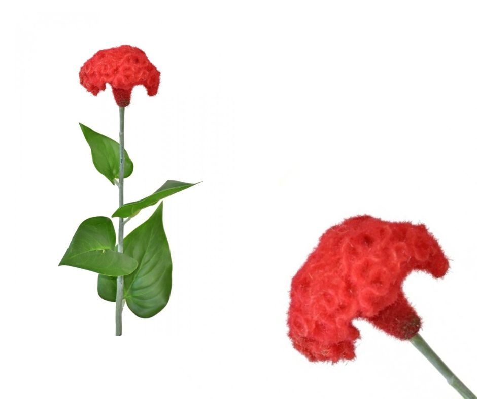 Celosia červená 64 cm