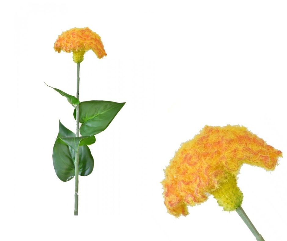 Celosia lososová 64 cm
