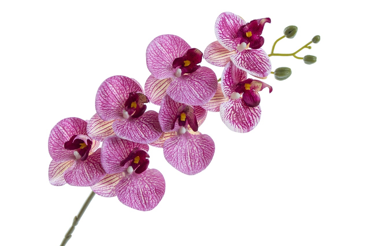 Orchidej Phalaenopsis 77 cm, fialový