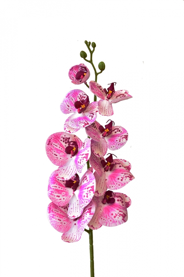 Orchidej Phalaenopsis 97 cm, růžová