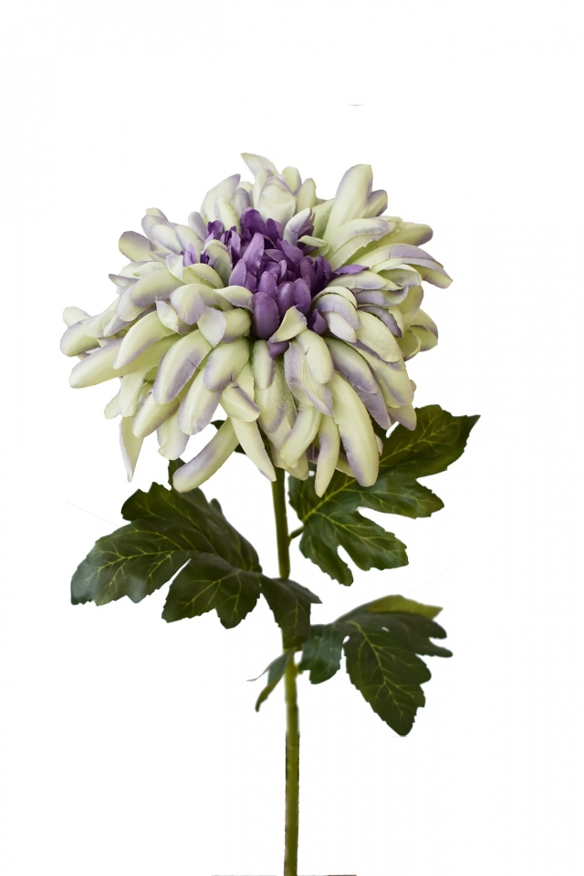 Umělá chryzantéma zeleno-fialová 70 cm