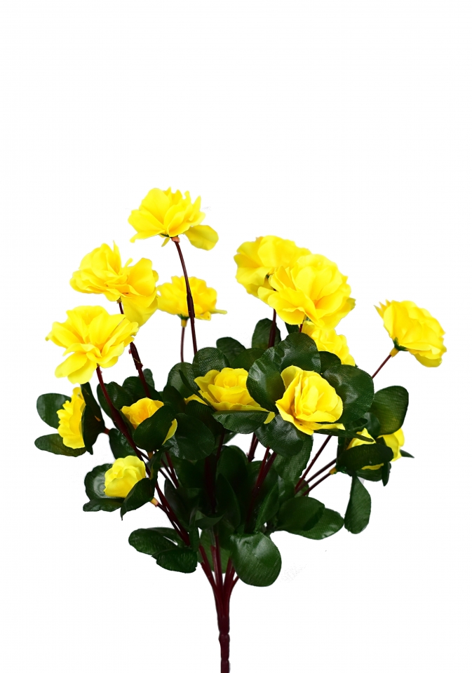 Azalka žlutá 33 cm