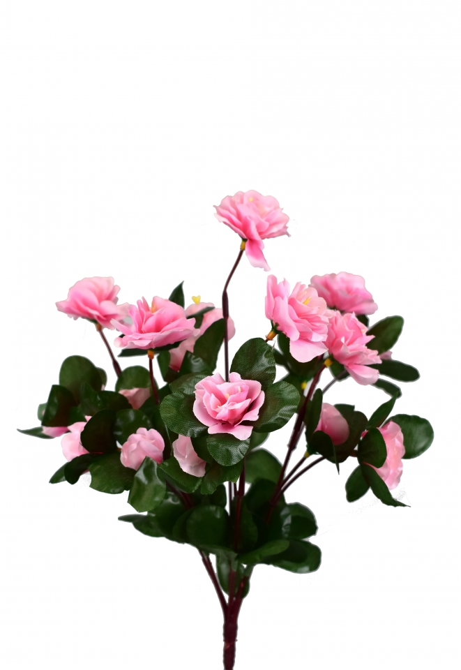 Azalka růžová 33 cm