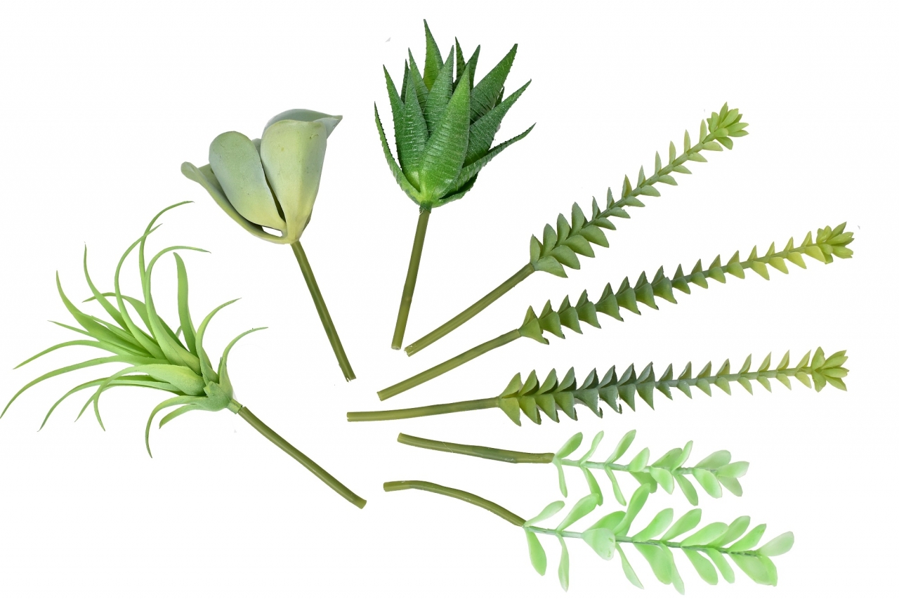 Mix sukulentů Polly, sada 8 ks