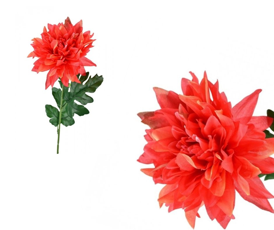 Chryzantéma hvězdicovitá červená 65 cm