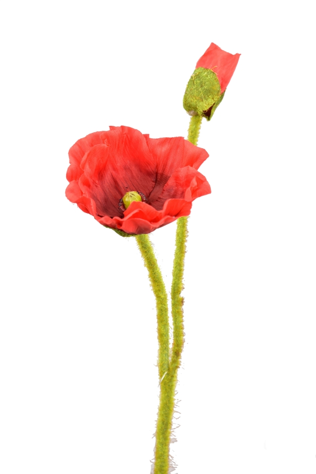 Vlčí mák 47 cm