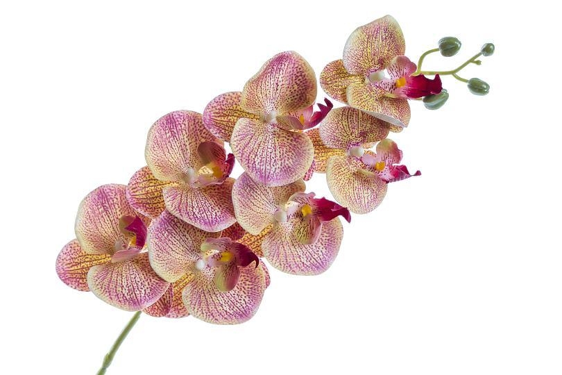 Orchidej Phalaenopsis 77 cm, růžovo-krémový