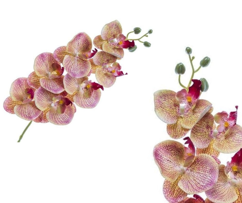 Orchidej Phalaenopsis 77 cm, růžovo-krémový